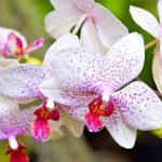 10-macam-anggrek-tercantik-di-dunia-cocok-untuk-hiasi-taman-anda