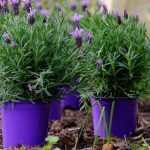 ilustrasi-tanaman-lavender_169